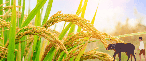 Rice Field